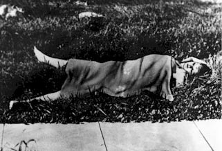 Elizabeth Short's body