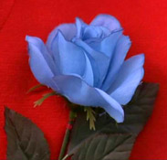 blue rose in FWWM blue rose in FWWM